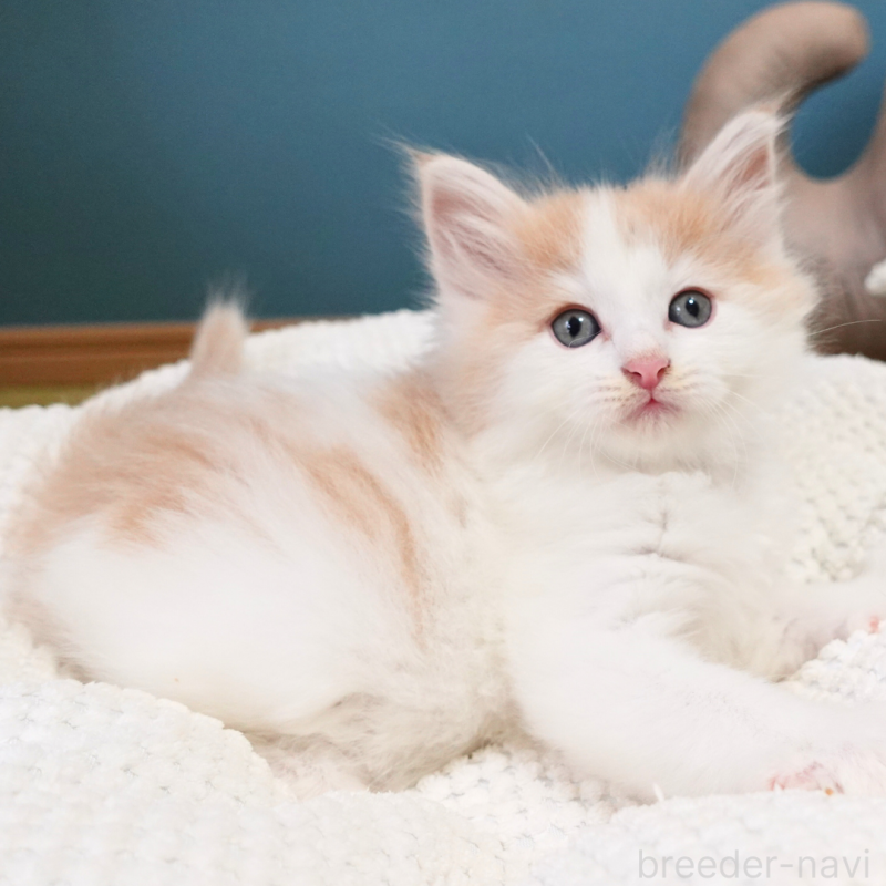 販売中の神奈川県のノルウェージャンフォレストキャット-131983の12枚目