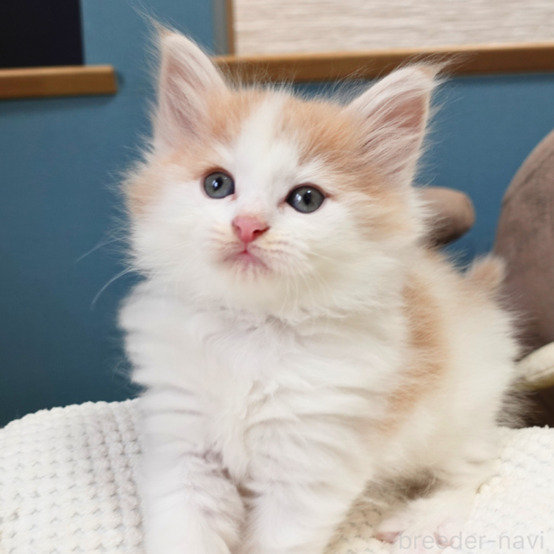 販売中の神奈川県のノルウェージャンフォレストキャット-131983の11枚目