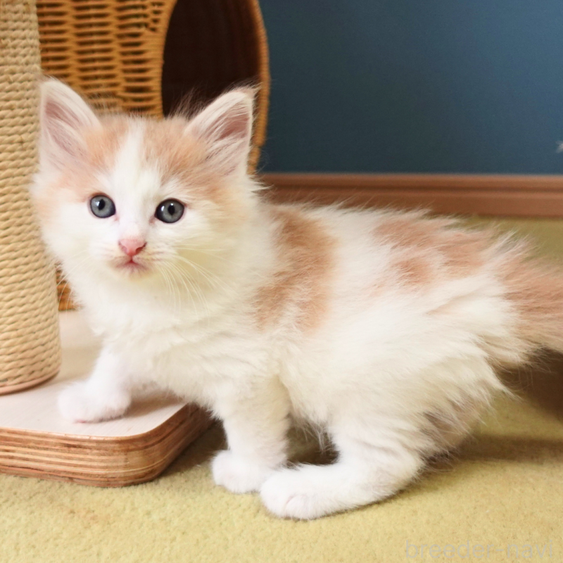 販売中の神奈川県のノルウェージャンフォレストキャット-131983の10枚目