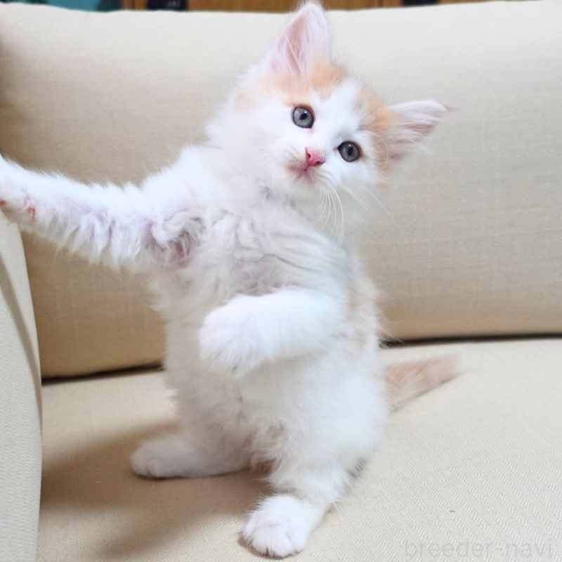 販売中の神奈川県のノルウェージャンフォレストキャット-131983の6枚目