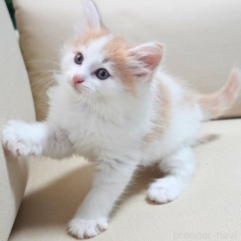 販売中の神奈川県のノルウェージャンフォレストキャット-131983の5枚目