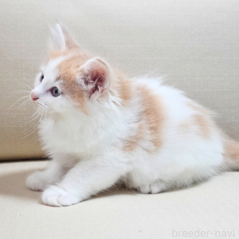 販売中の神奈川県のノルウェージャンフォレストキャット-131983の4枚目