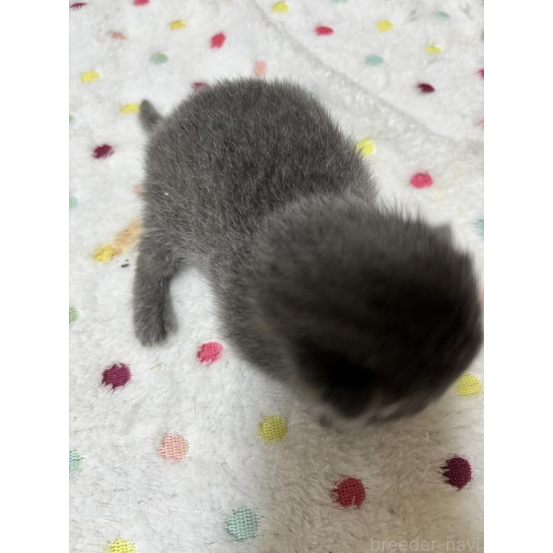 販売中の栃木県のブリティッシュショートヘア-131981の2枚目