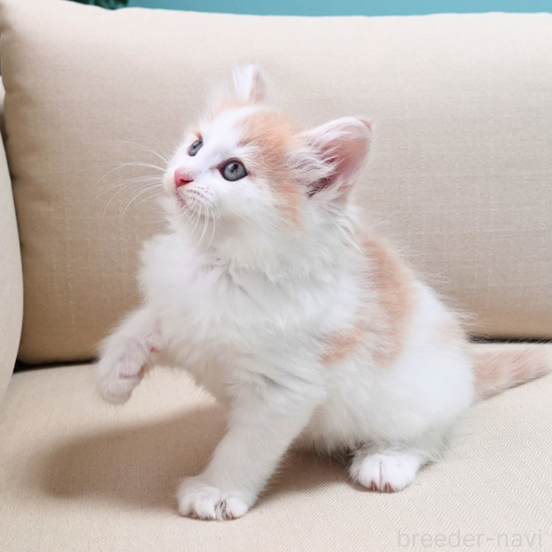 販売中の神奈川県のノルウェージャンフォレストキャット-131983の3枚目