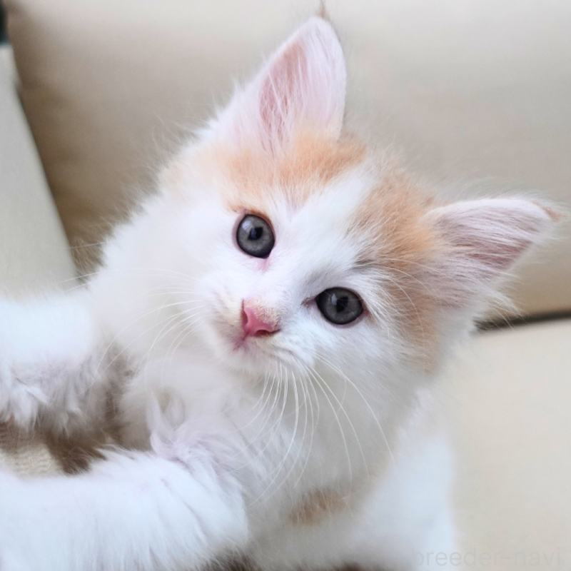 販売中の神奈川県のノルウェージャンフォレストキャット-131983の2枚目