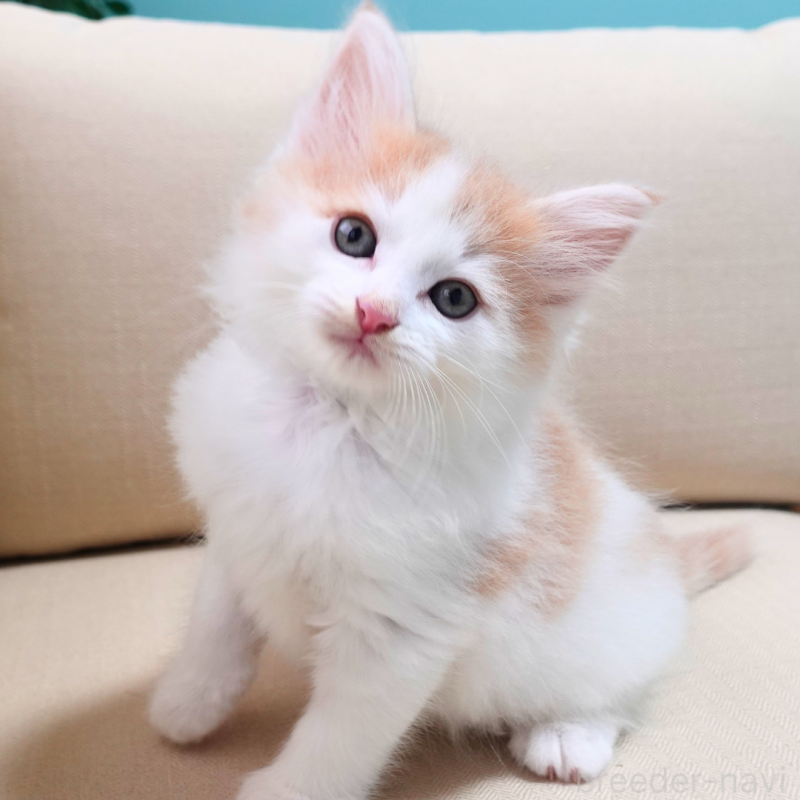 販売中の神奈川県のノルウェージャンフォレストキャット-131983の1枚目