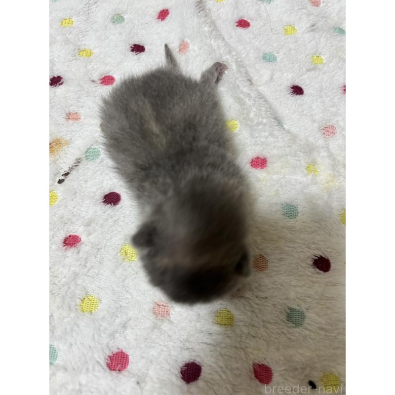 販売中の栃木県のブリティッシュショートヘア-131982の2枚目