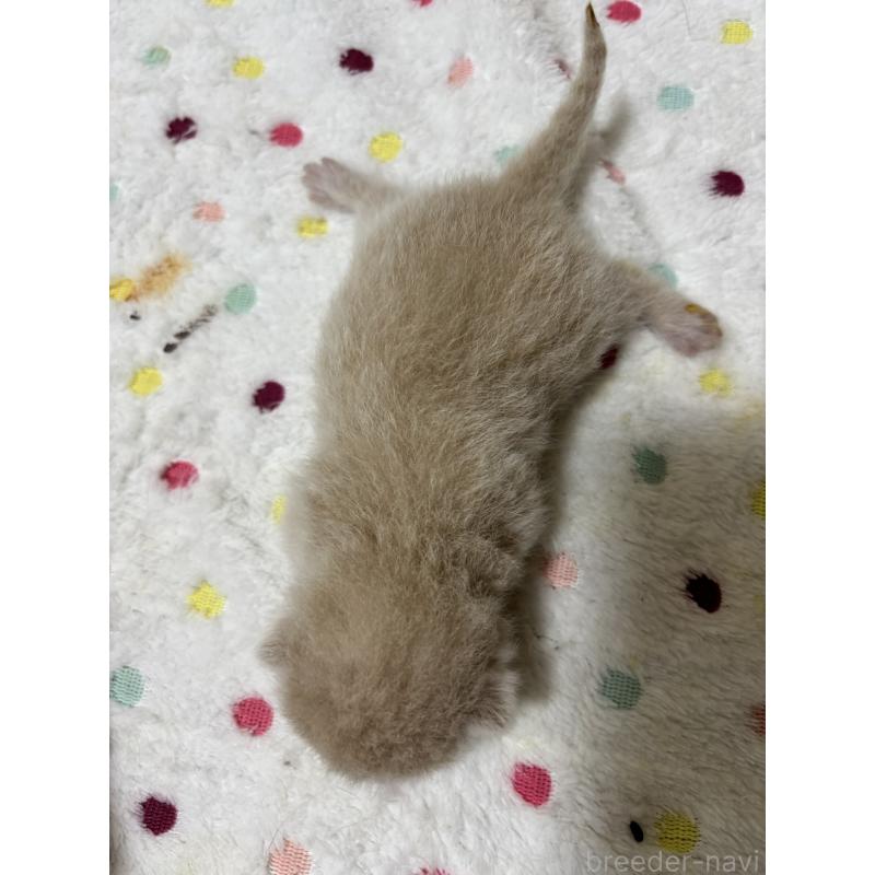 販売中の栃木県のブリティッシュショートヘア-131984の2枚目