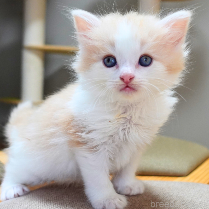 販売中の神奈川県のノルウェージャンフォレストキャット-131985の18枚目