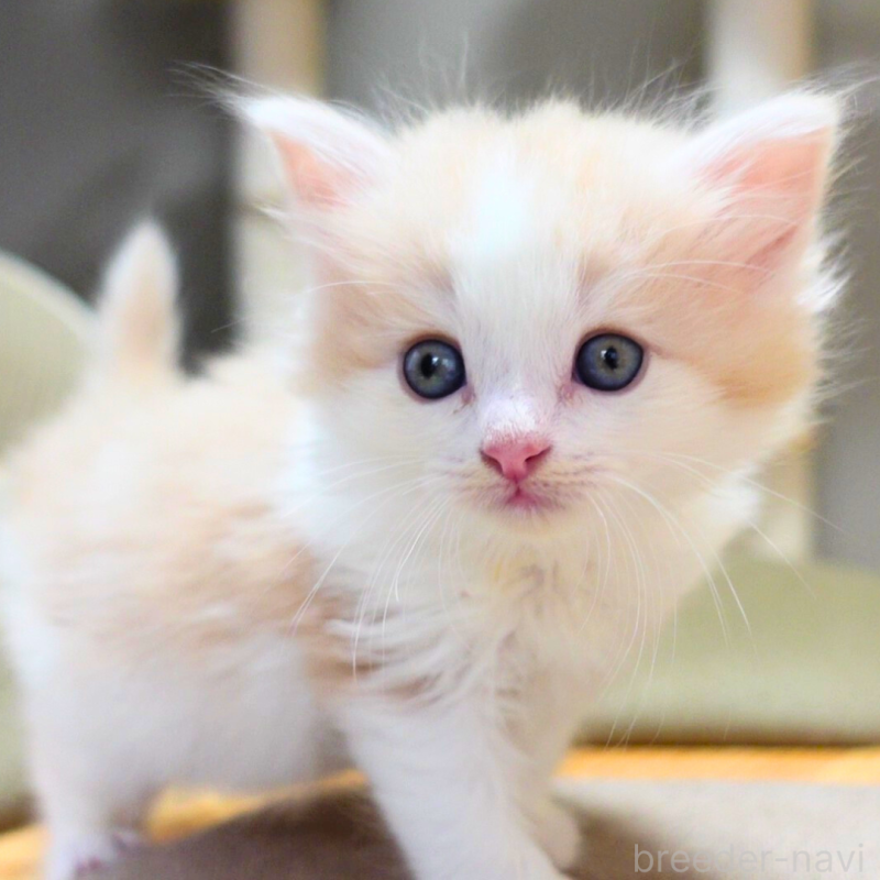 販売中の神奈川県のノルウェージャンフォレストキャット-131985の17枚目