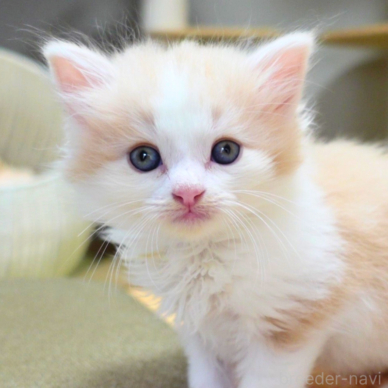 販売中の神奈川県のノルウェージャンフォレストキャット-131985の16枚目