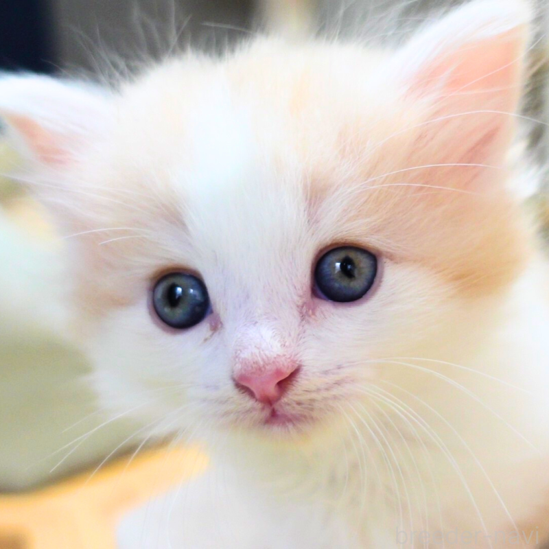 販売中の神奈川県のノルウェージャンフォレストキャット-131985の15枚目