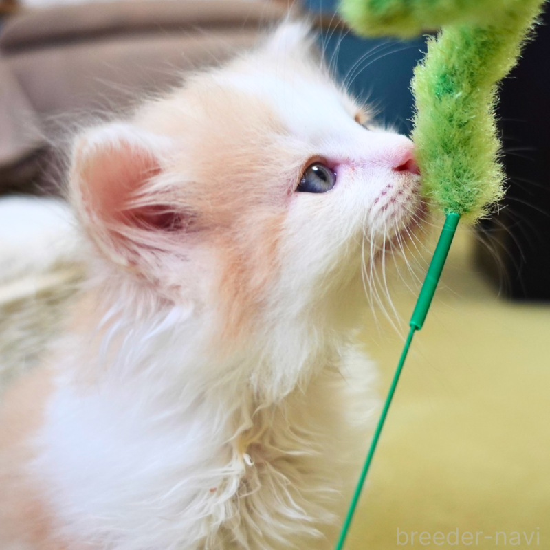 販売中の神奈川県のノルウェージャンフォレストキャット-131985の14枚目