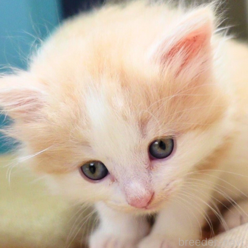 販売中の神奈川県のノルウェージャンフォレストキャット-131985の13枚目