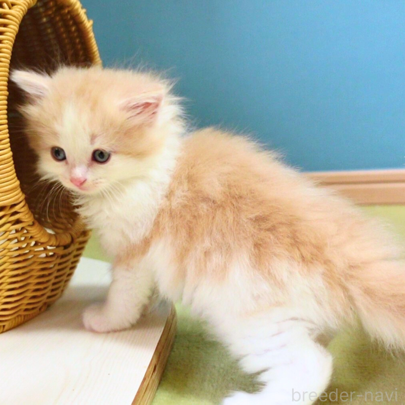 販売中の神奈川県のノルウェージャンフォレストキャット-131985の12枚目