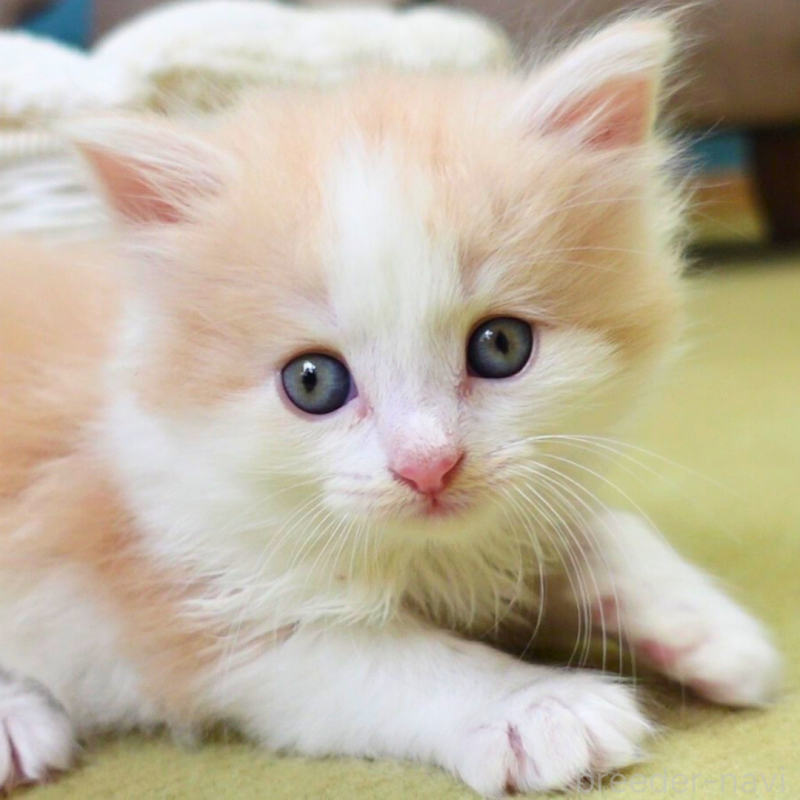 販売中の神奈川県のノルウェージャンフォレストキャット-131985の11枚目