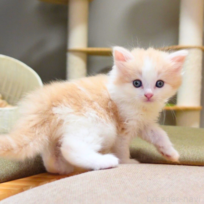 販売中の神奈川県のノルウェージャンフォレストキャット-131985の10枚目