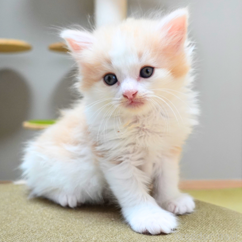 販売中の神奈川県のノルウェージャンフォレストキャット-131985の9枚目