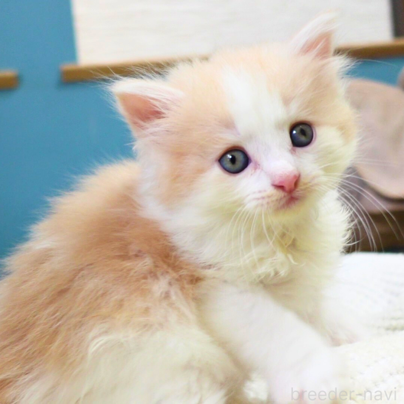 販売中の神奈川県のノルウェージャンフォレストキャット-131985の8枚目