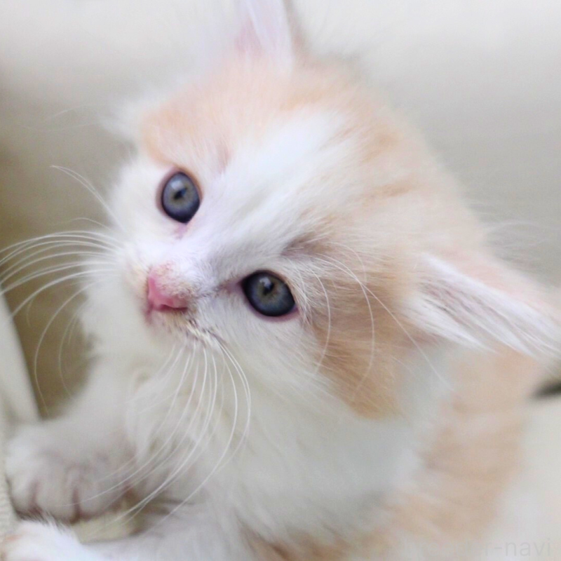 販売中の神奈川県のノルウェージャンフォレストキャット-131985の7枚目