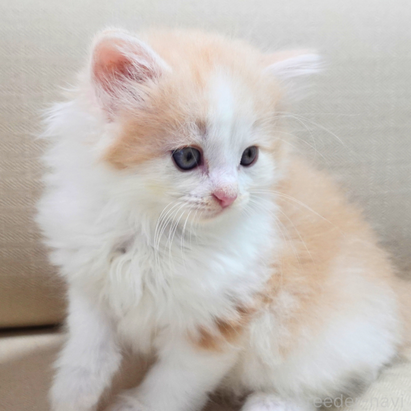 販売中の神奈川県のノルウェージャンフォレストキャット-131985の6枚目