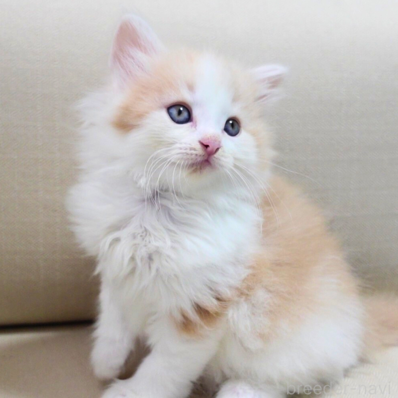 販売中の神奈川県のノルウェージャンフォレストキャット-131985の5枚目