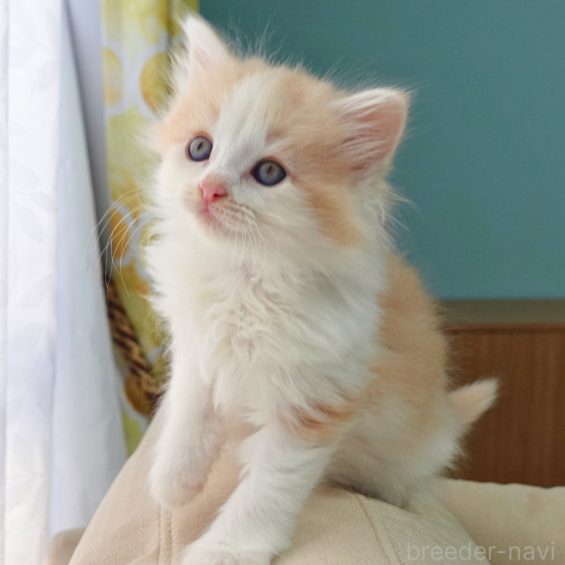 販売中の神奈川県のノルウェージャンフォレストキャット-131985の4枚目