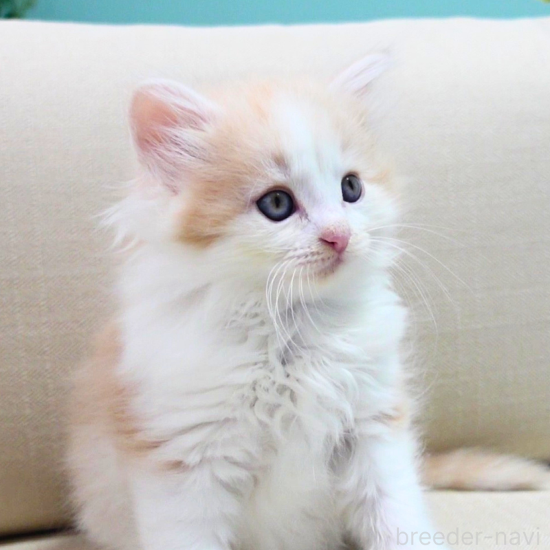 販売中の神奈川県のノルウェージャンフォレストキャット-131985の3枚目