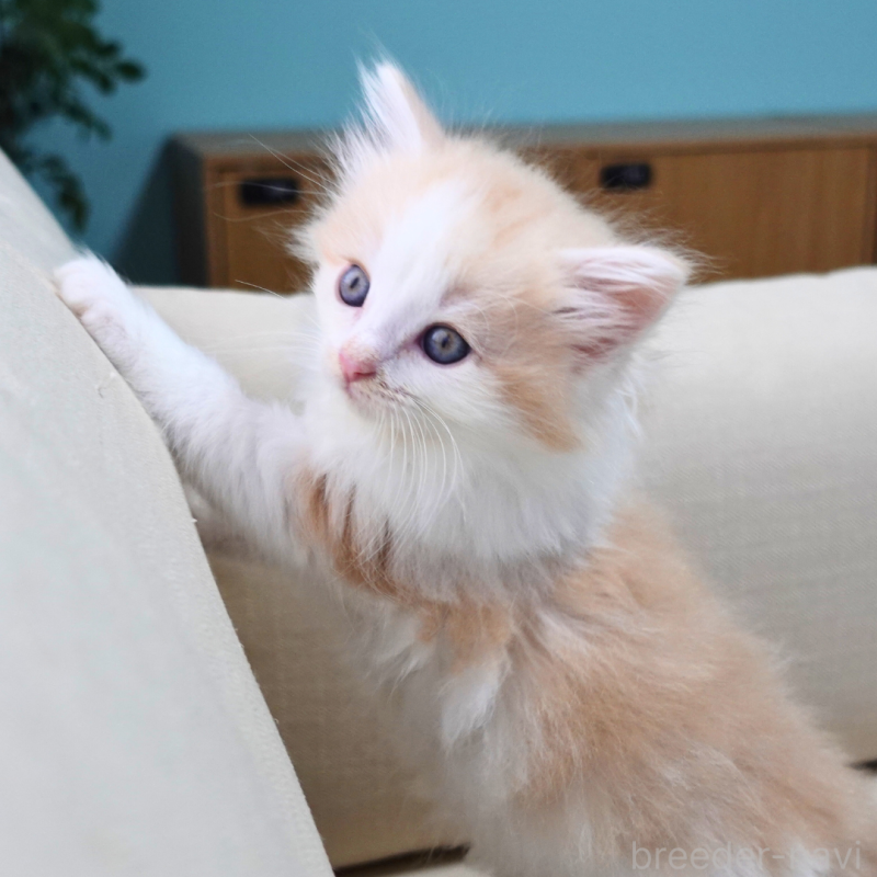 販売中の神奈川県のノルウェージャンフォレストキャット-131985の2枚目