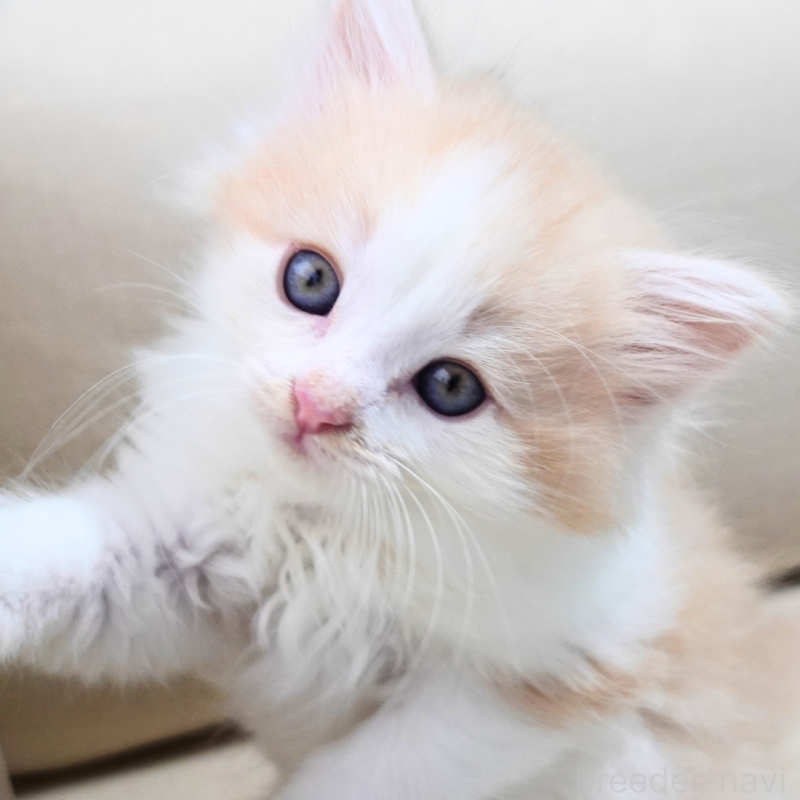 販売中の神奈川県のノルウェージャンフォレストキャット-131985の1枚目