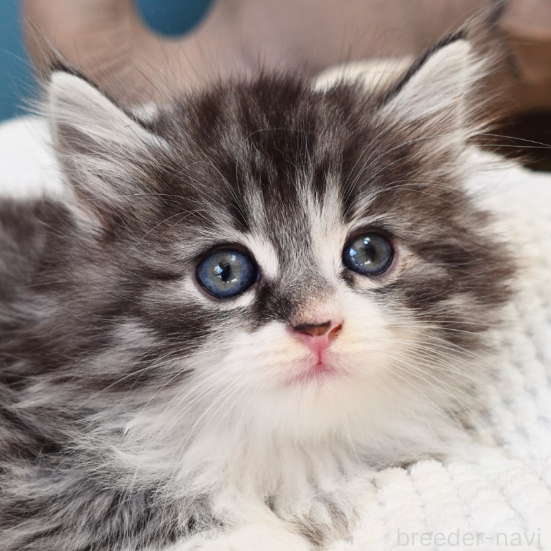 販売中の神奈川県のノルウェージャンフォレストキャット-131986の15枚目