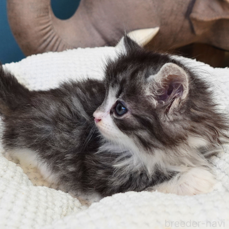 販売中の神奈川県のノルウェージャンフォレストキャット-131986の14枚目