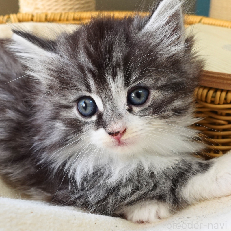 販売中の神奈川県のノルウェージャンフォレストキャット-131986の9枚目