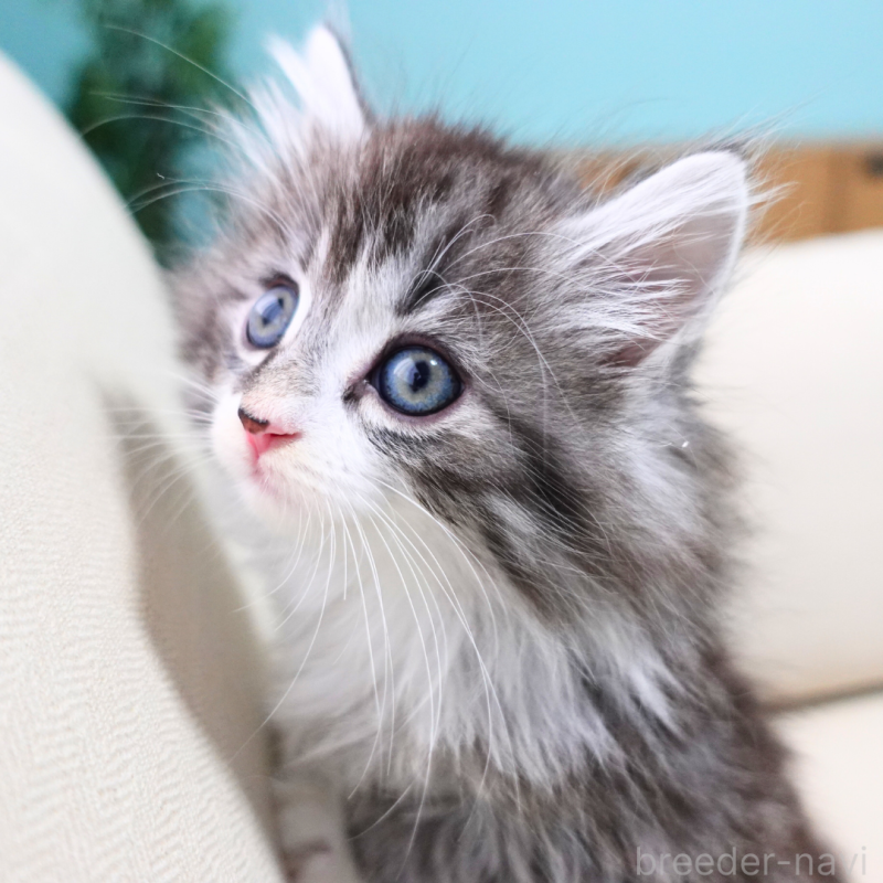 販売中の神奈川県のノルウェージャンフォレストキャット-131986の8枚目