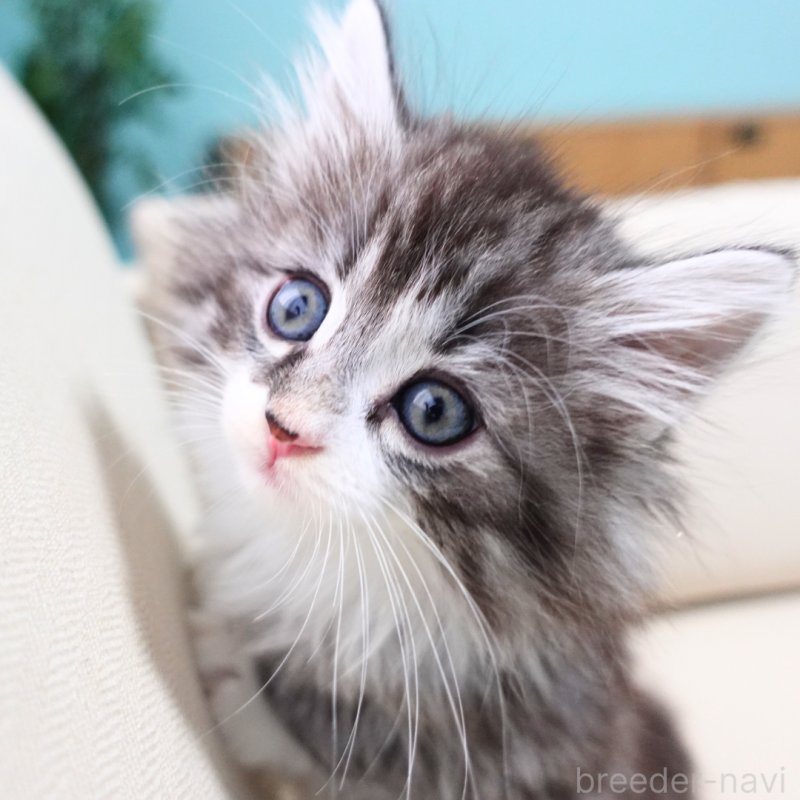 販売中の神奈川県のノルウェージャンフォレストキャット-131986の7枚目