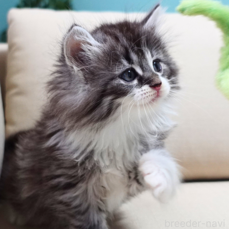 販売中の神奈川県のノルウェージャンフォレストキャット-131986の6枚目