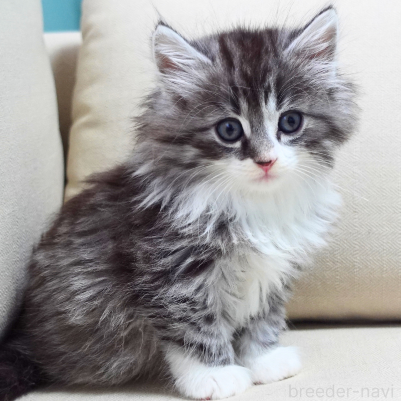 販売中の神奈川県のノルウェージャンフォレストキャット-131986の5枚目