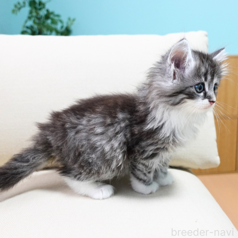 販売中の神奈川県のノルウェージャンフォレストキャット-131986の4枚目