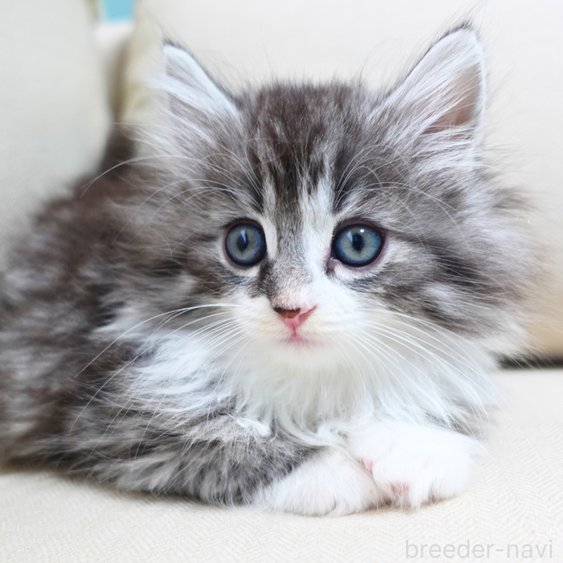 販売中の神奈川県のノルウェージャンフォレストキャット-131986の2枚目