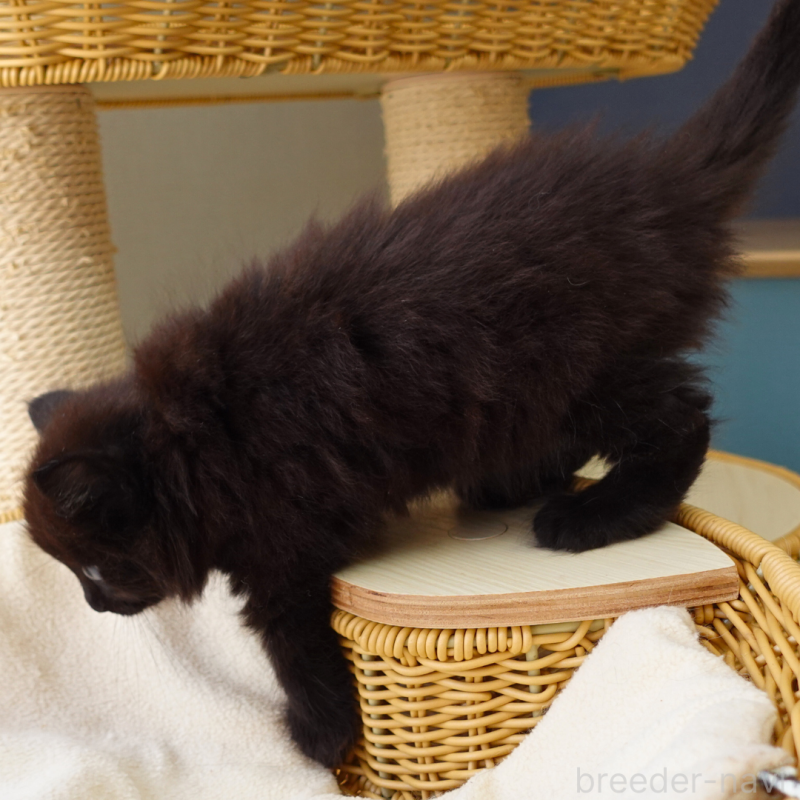 販売中の神奈川県のノルウェージャンフォレストキャット-131987の16枚目
