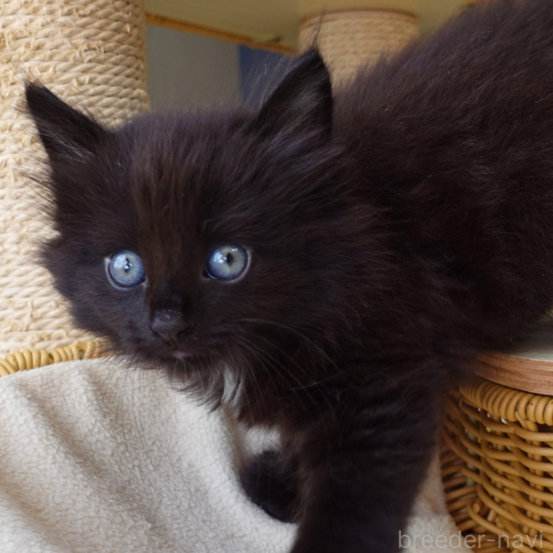 販売中の神奈川県のノルウェージャンフォレストキャット-131987の15枚目