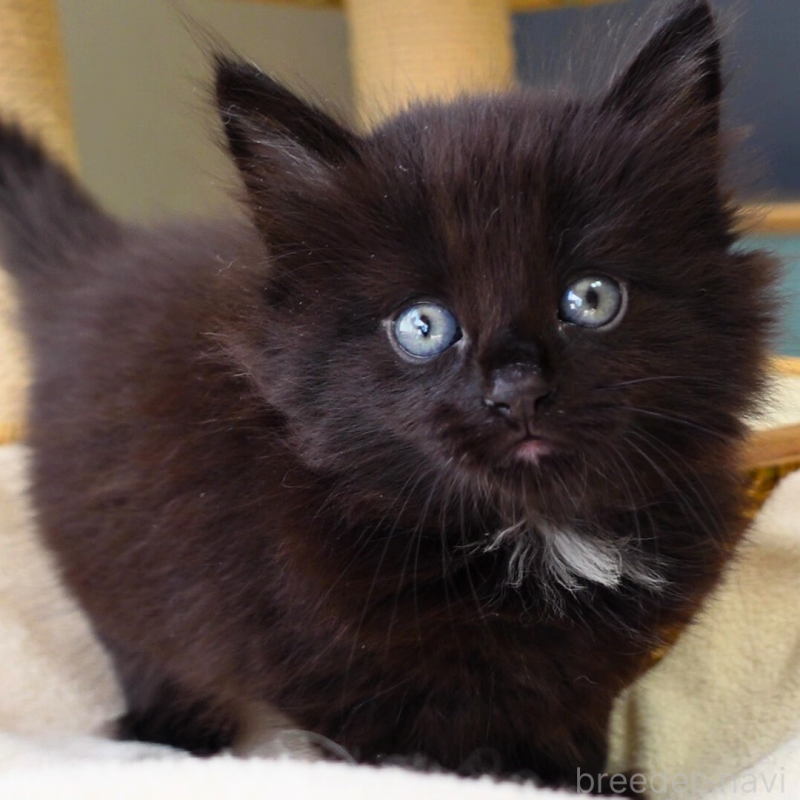 販売中の神奈川県のノルウェージャンフォレストキャット-131987の14枚目