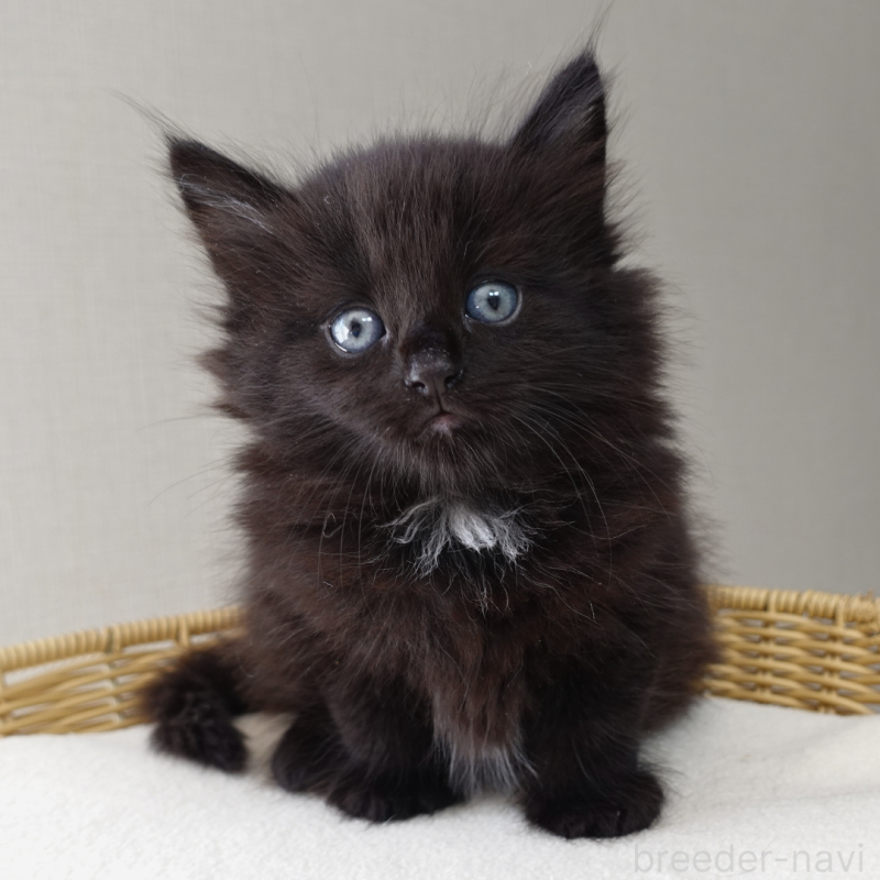 販売中の神奈川県のノルウェージャンフォレストキャット-131987の12枚目