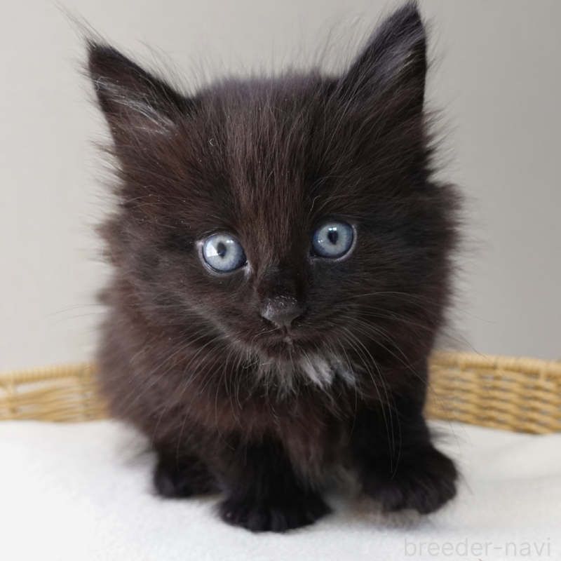 販売中の神奈川県のノルウェージャンフォレストキャット-131987の11枚目