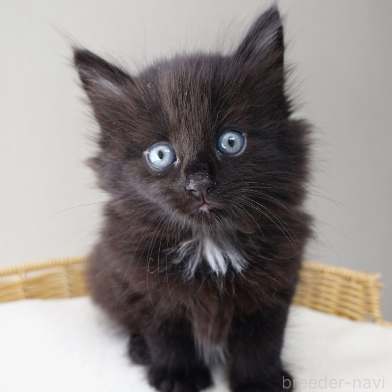 販売中の神奈川県のノルウェージャンフォレストキャット-131987の10枚目