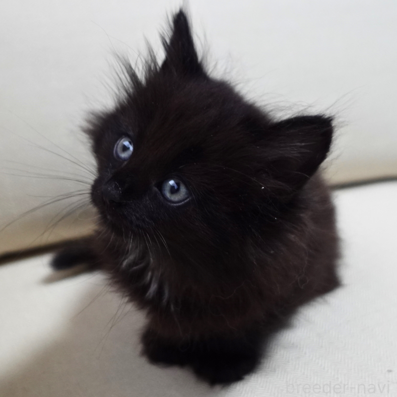 販売中の神奈川県のノルウェージャンフォレストキャット-131987の9枚目