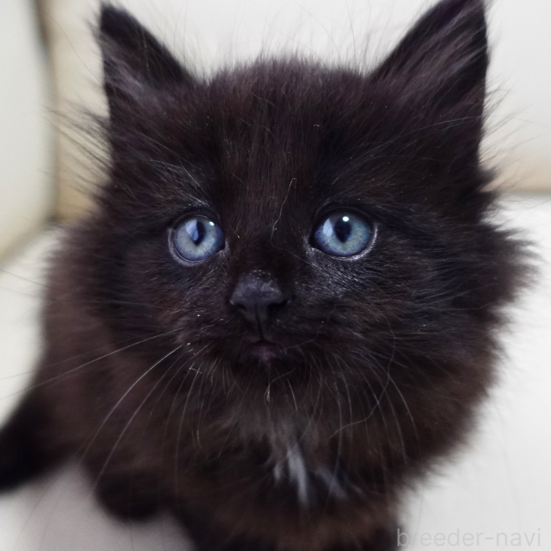 販売中の神奈川県のノルウェージャンフォレストキャット-131987の7枚目