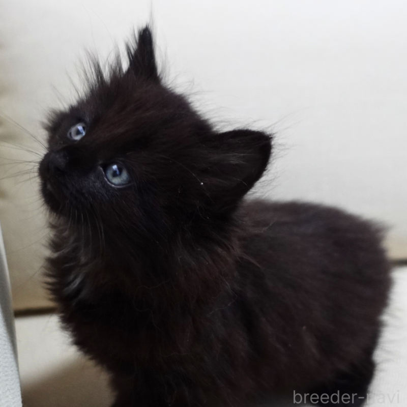 販売中の神奈川県のノルウェージャンフォレストキャット-131987の6枚目