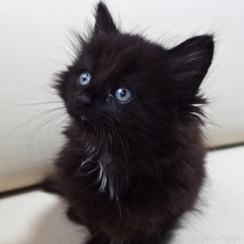 販売中の神奈川県のノルウェージャンフォレストキャット-131987の5枚目