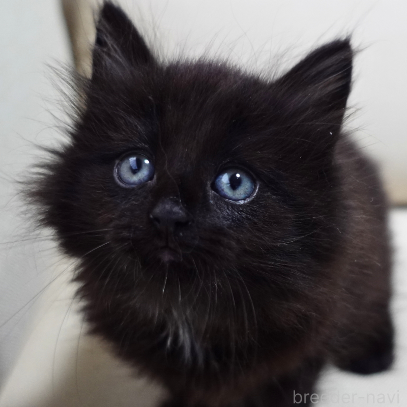 販売中の神奈川県のノルウェージャンフォレストキャット-131987の4枚目